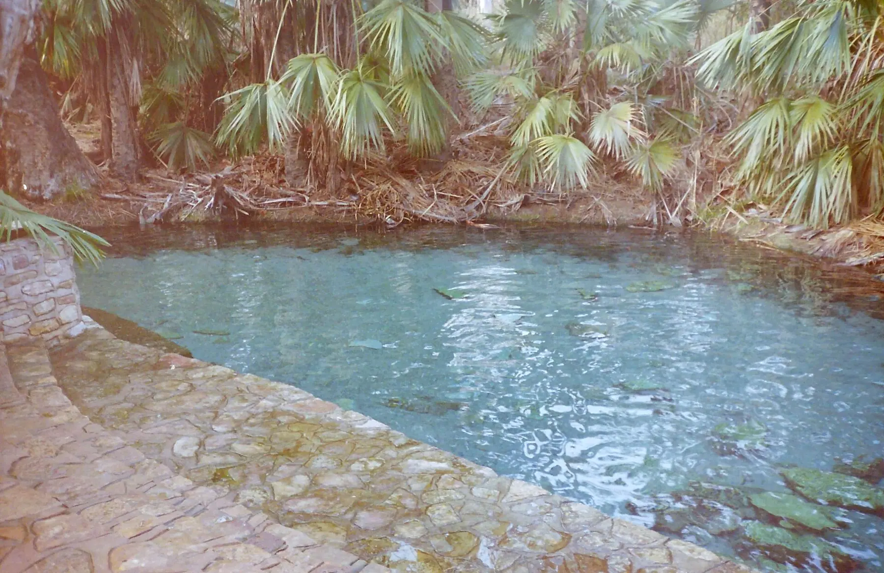 The spring-fed Mataranka Thermal Pool among cabbage palms in Elsey National Park