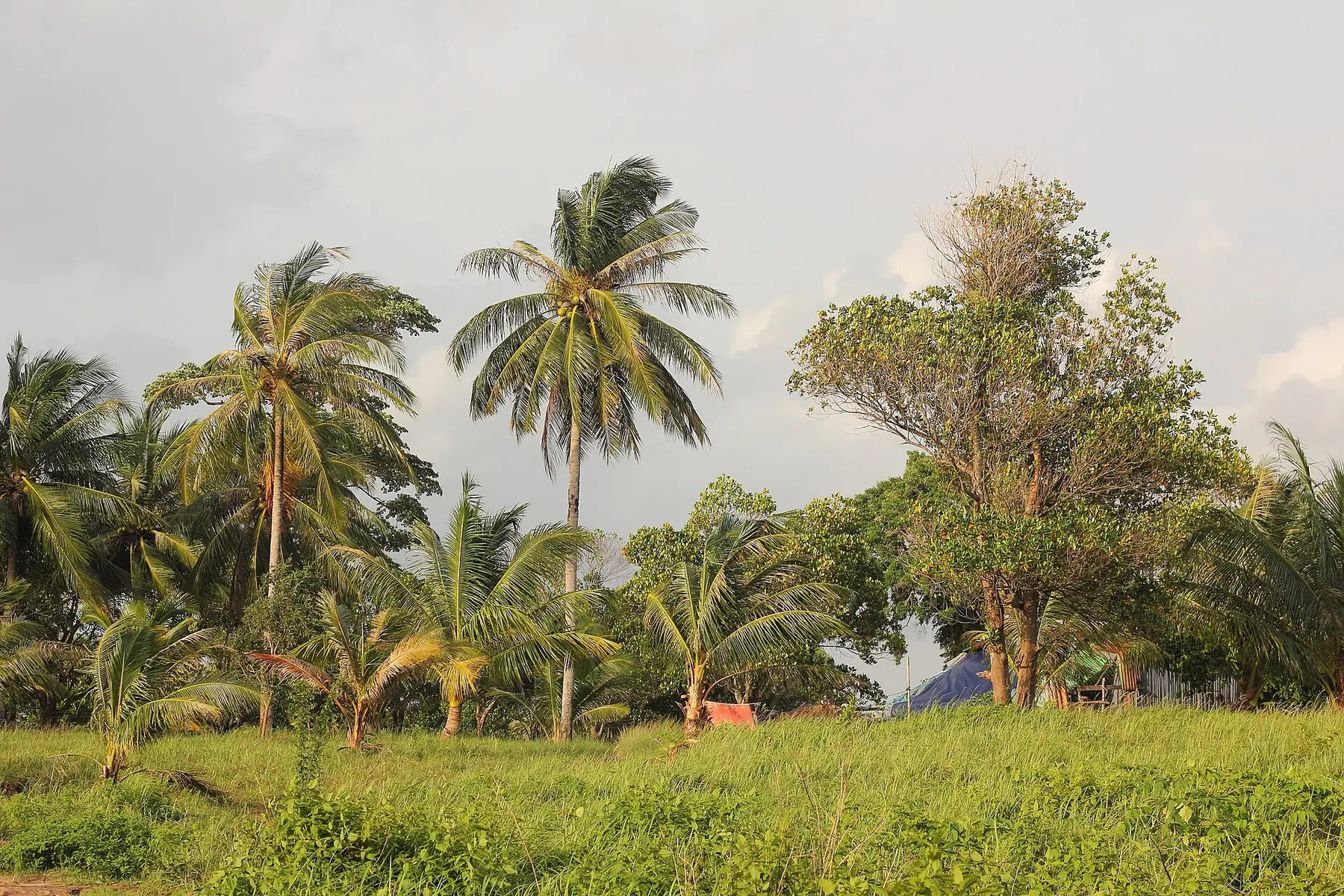 Tropical palm trees in Cambodia