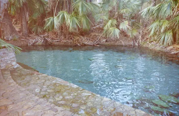 The spring-fed Mataranka Thermal Pool among cabbage palms in Elsey National Park