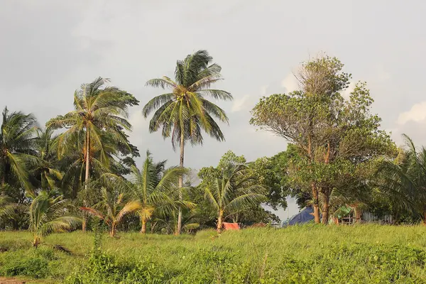 Tropical palm trees in Cambodia
